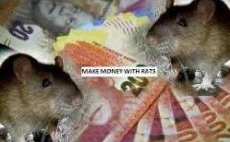 AMAGUDWANE (Spiritual Rats) THAT BRING MONEY +27 74 116 2667 Rustenburg, Mahikeng, Brits