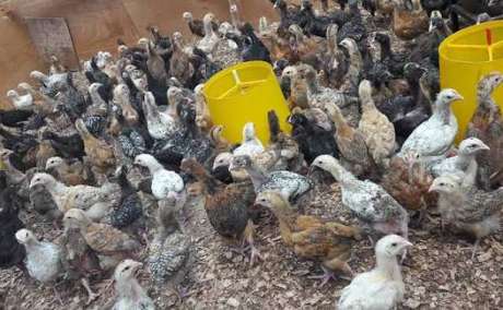 inkoko nziza za kuroiler na sasso n'imiswi yumunsi